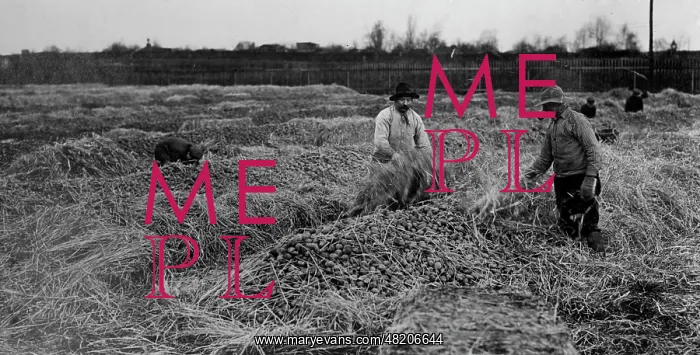 : Potatoe storage in Berlin, 1914 : Potatoe storage in Berlin, 1914