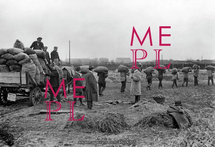 : Potatoe storage in Berlin, 1914 : Potatoe storage in Berlin, 1914