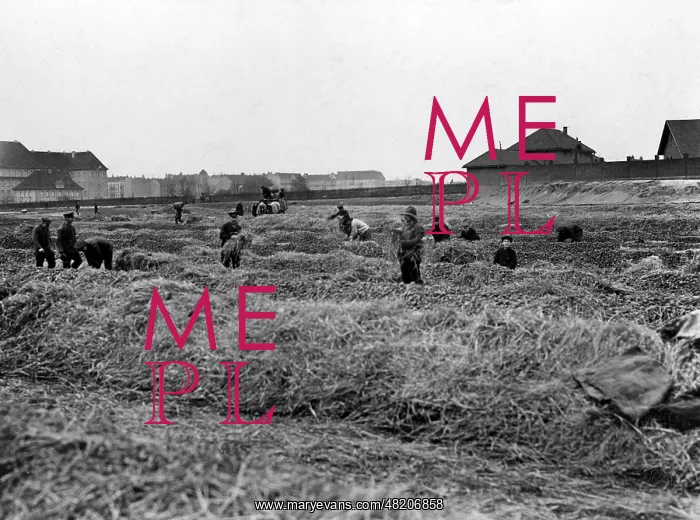 : Potatoe storage in Berlin, 1914 : Potatoe storage in Berlin, 1914