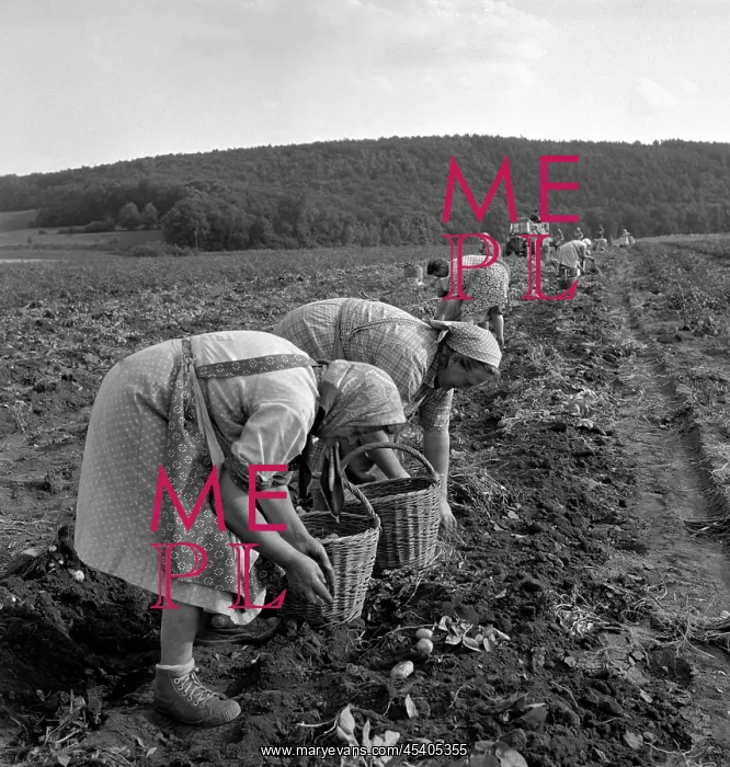 : Potatoes harvest - farmers