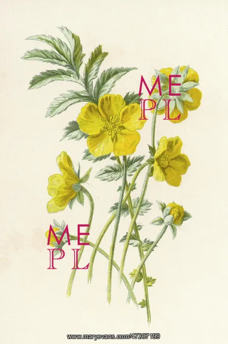  : Potentilla Anserina