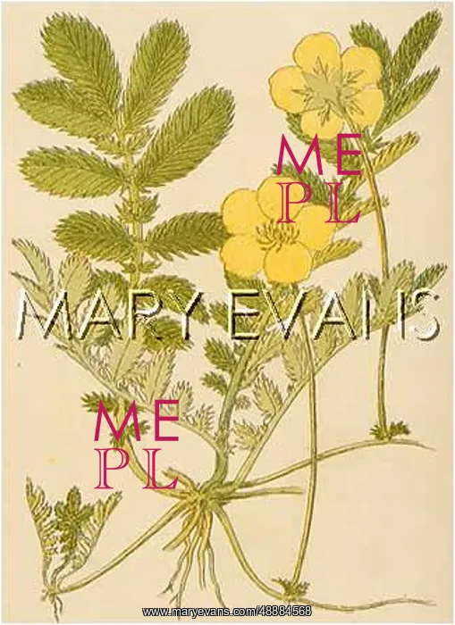 : POTENTILLA ANSERINA : POTENTILLA ANSERINA