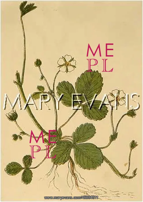  : POTENTILLA FRAGARIASTRUM