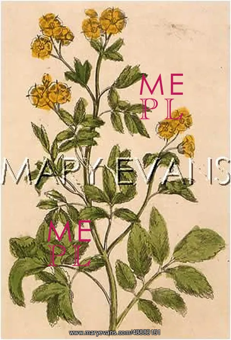  : POTENTILLA FRUTICOSA