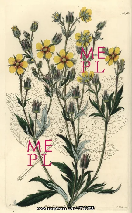 : Potentilla longifolia : Potentilla longifolia
