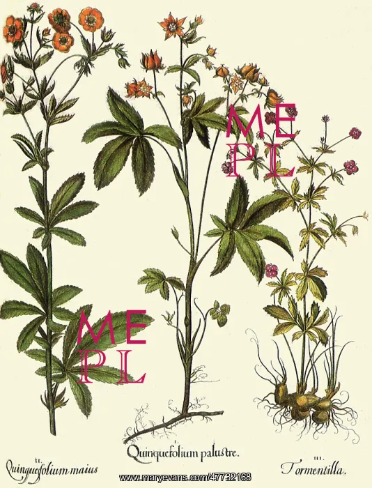 : Potentilla palustris, Potentilla recta, Potentilla erecta : Potentilla palustris, Potentilla recta, Potentilla erecta