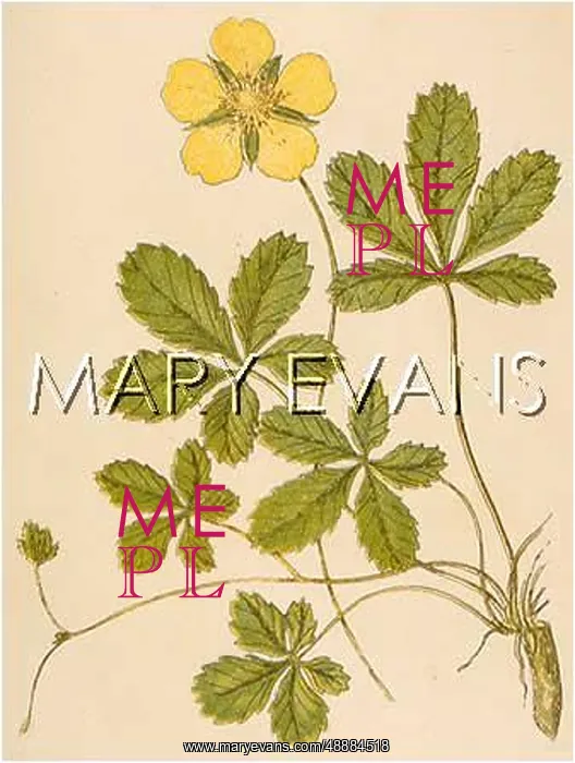  : POTENTILLA REPTANS