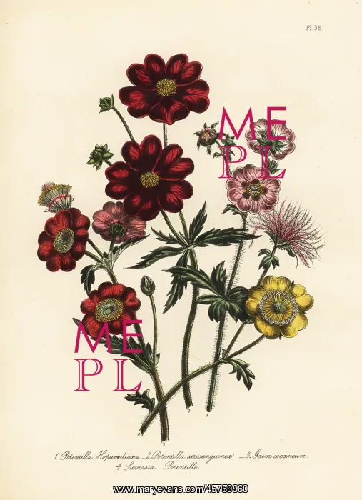 : Potentilla species : Potentilla species