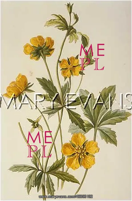 : POTENTILLA TORMENTILLA : POTENTILLA TORMENTILLA