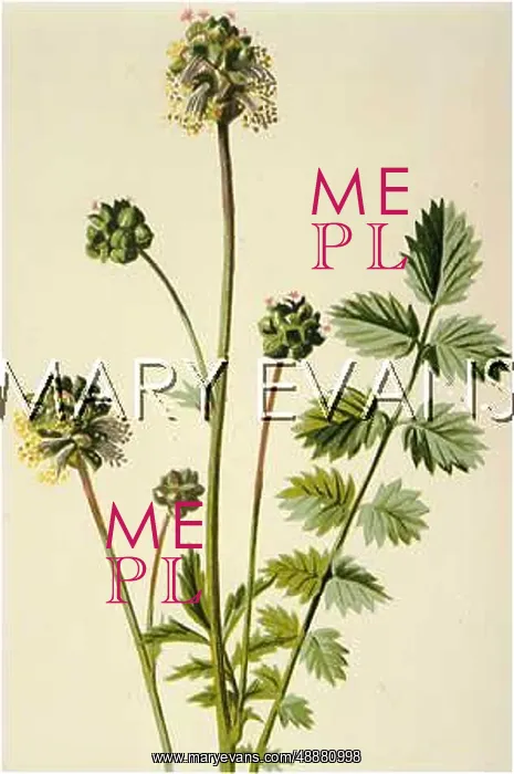  : POTERIUM SANGUISORBA
