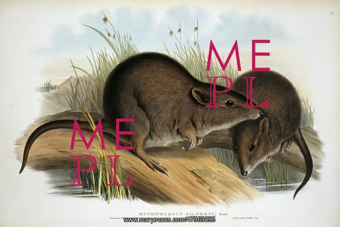 : Potorous gilberti, Gilbert's potoroo : Potorous gilberti, Gilbert's potoroo