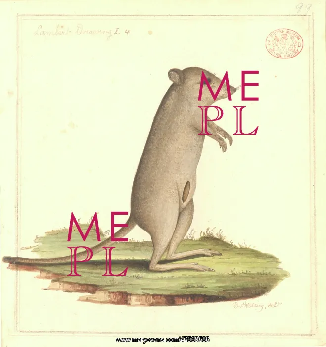 : Potorous tridactylus gilbertii, Gilbert's potoroo : Potorous tridactylus gilbertii, Gilbert's potoroo