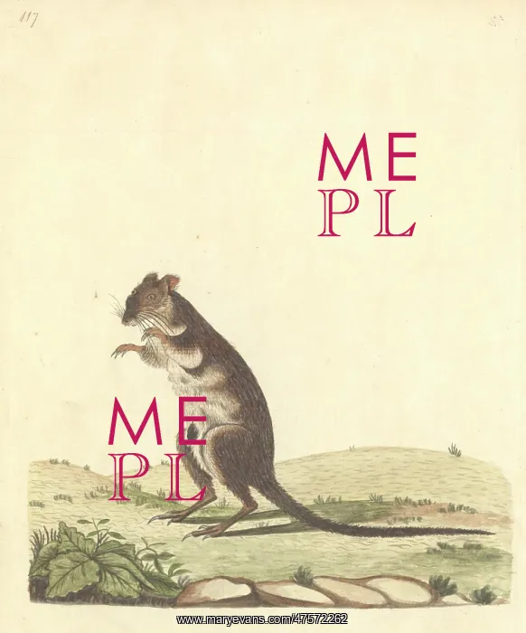 : Potorous tridactylus, long-nosed potoroo : Potorous tridactylus, long-nosed potoroo