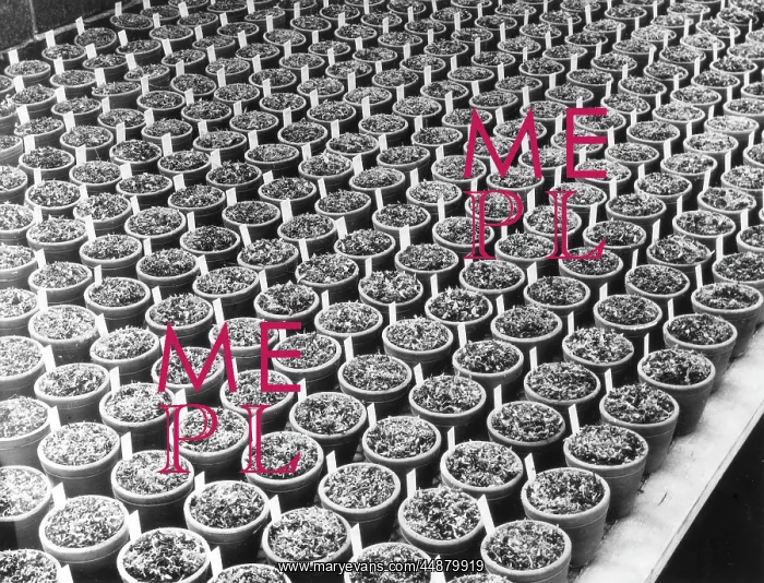 : POTTED PLANTS : POTTED PLANTS