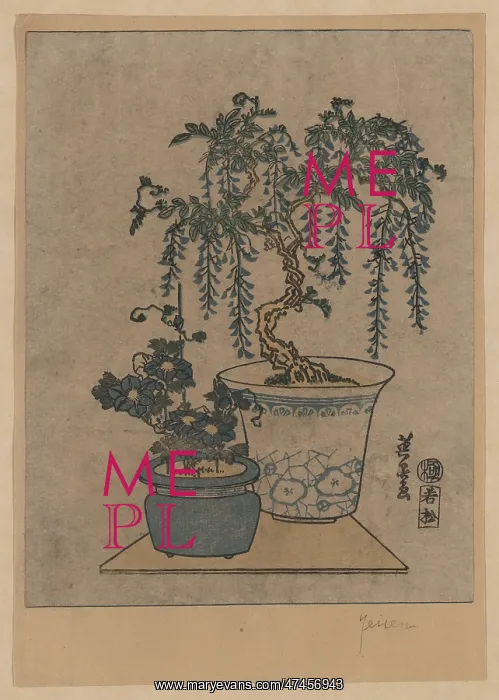 : Potted wisteria : Potted wisteria