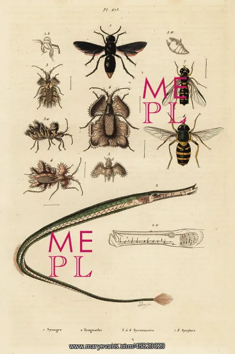 : Potter wasp, pipefish, golden egg bug and hoverfly : Potter wasp, pipefish, golden egg bug and hoverfly