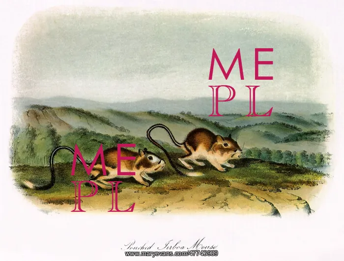  : Pouched Jerboa Mice