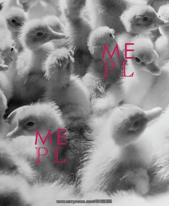 : Poultry. USSR. April 1, 1964. Ducklings grown in the incubator. Emmanuil Yevzerikhin / TASS : Poultry. USSR. April 1, 1964. Ducklings grown in the incubator. Emmanuil Yevzerikhin / TASS