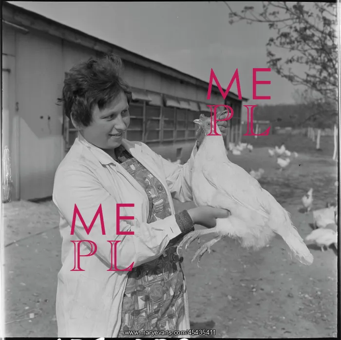 : Poultry association, hens : Poultry association, hens