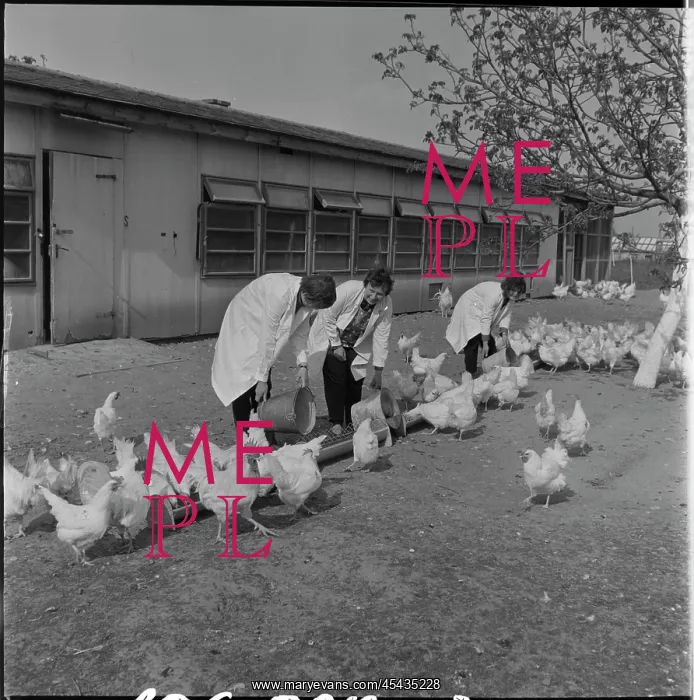 : Poultry association, hens, laying hens, feed, feed : Poultry association, hens, laying hens, feed, feed