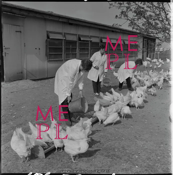 : Poultry association, hens, laying hens, feed, feed : Poultry association, hens, laying hens, feed, feed