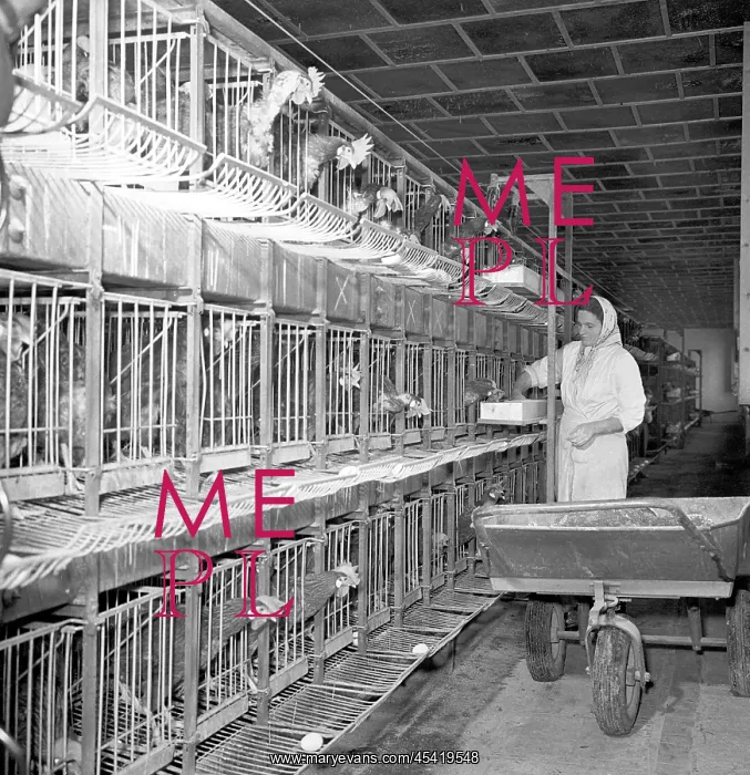: Poultry - eggs - chicken - hens : Poultry - eggs - chicken - hens