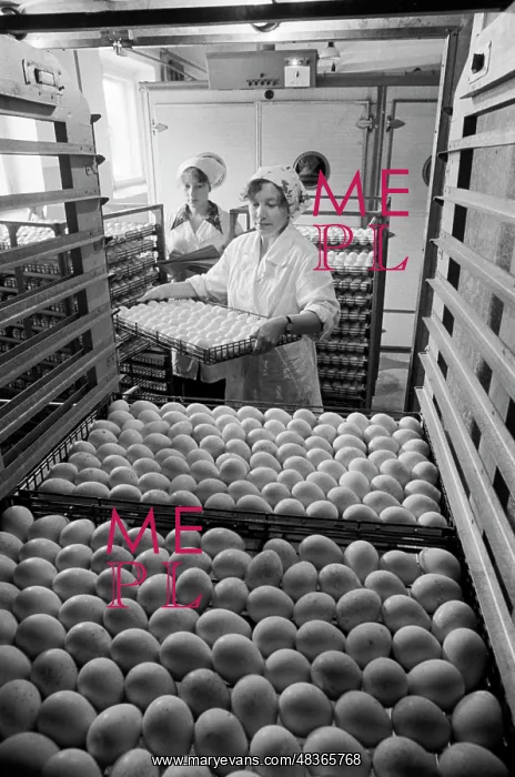 : Poultry factory : Poultry factory