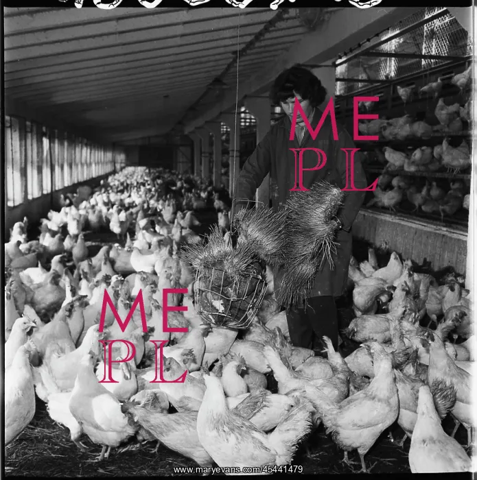 : Poultry house, hens, laying hens, litter, feeding, forage : Poultry house, hens, laying hens, litter, feeding, forage