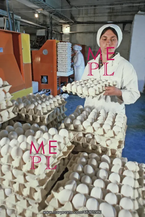 : Poultry Molodyozhnaya, 1982 : Poultry Molodyozhnaya, 1982