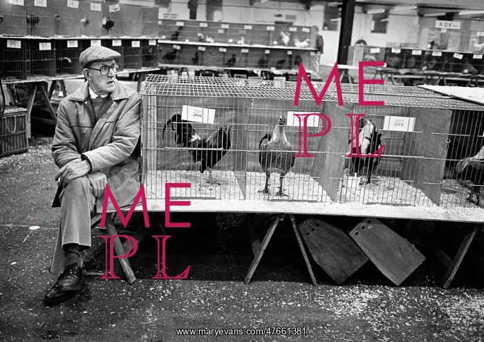 : Poultry show, Staffordshire : Poultry show, Staffordshire
