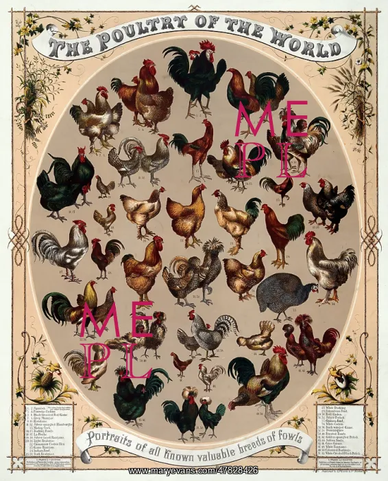 : Poultry of the World, 1868 : Poultry of the World, 1868