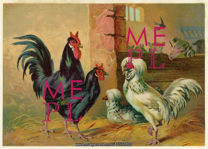 : POULTRY IN A YARD : POULTRY IN A YARD