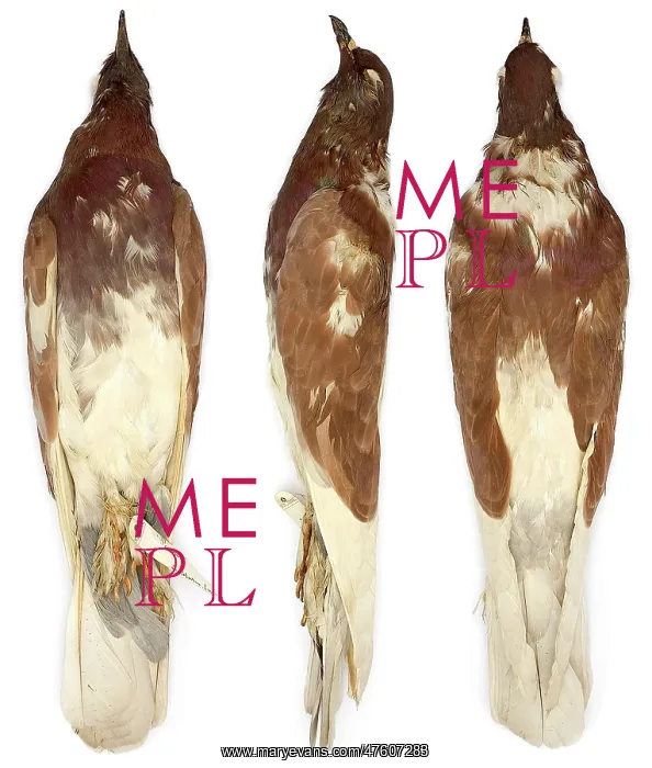 : Pouter, domestic pigeon : Pouter, domestic pigeon