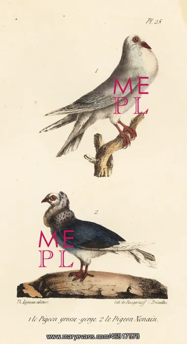 : Pouter pigeon and Jacobin pigeon : Pouter pigeon and Jacobin pigeon
