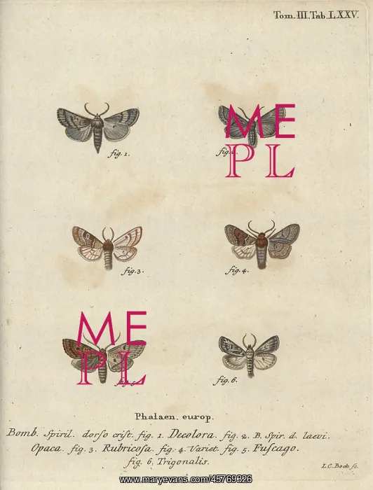 : Powdered quaker, red chestnut, brick moth, etc : Powdered quaker, red chestnut, brick moth, etc