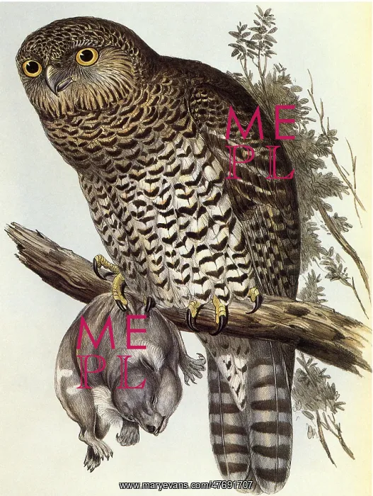  : Powerful Owl, Ninox strenua