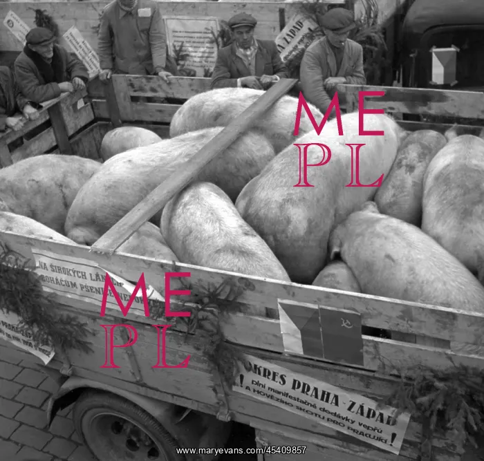 : Prague- Czechoslovakia, 1950. Pigs ready for slaughter : Prague- Czechoslovakia, 1950. Pigs ready for slaughter