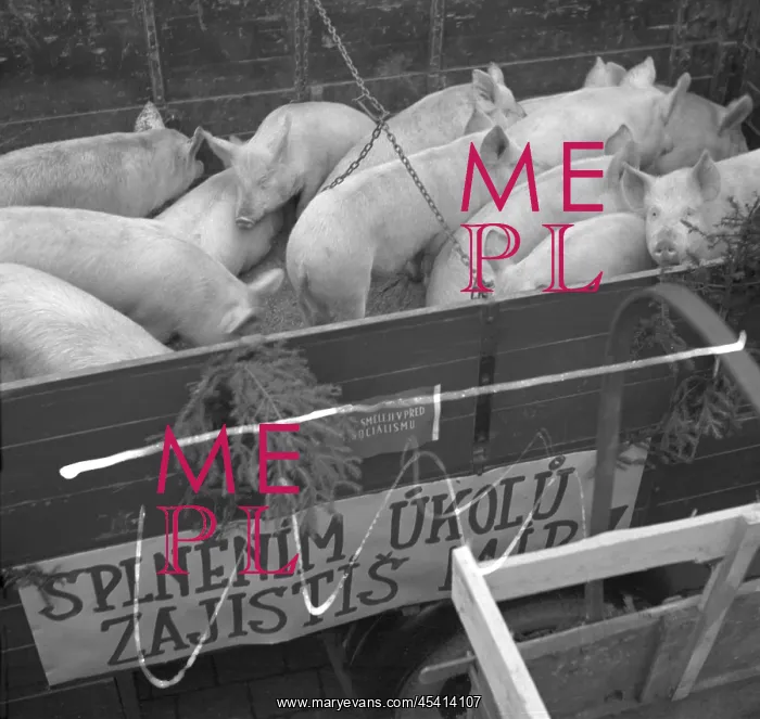 : Prague- Czechoslovakia, 1950. Pigs ready for slaughter : Prague- Czechoslovakia, 1950. Pigs ready for slaughter