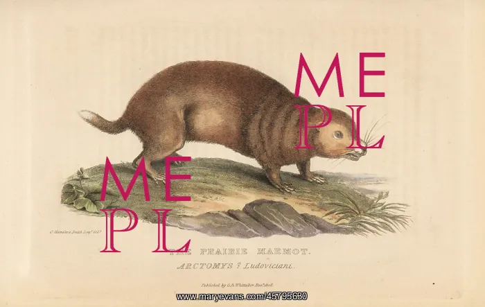 : Prairie dog species : Prairie dog species