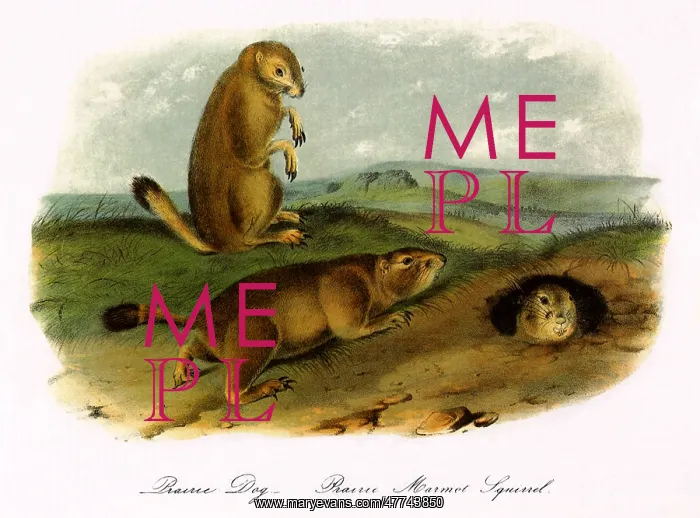 : Prairie Dogs : Prairie Dogs