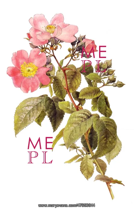  : Prairie Rose
