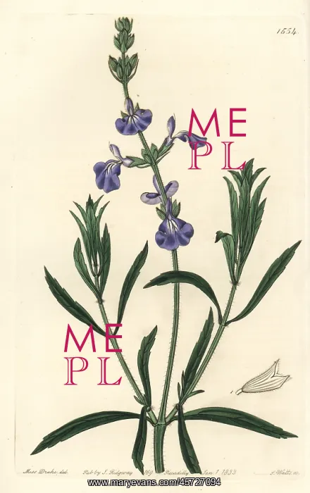 : Prairie sage, Salvia azurea : Prairie sage, Salvia azurea