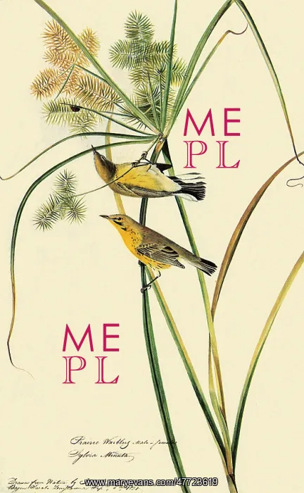  : Prairie Warbler, Dendroica discolor