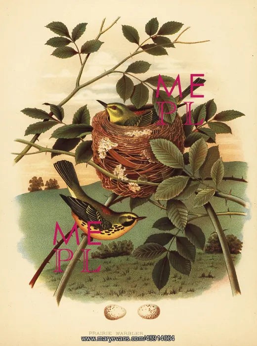 : Prairie warbler, Setophaga discolor : Prairie warbler, Setophaga discolor