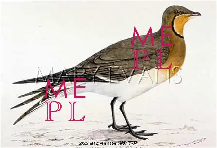  : PRATINCOLE (MORRIS)