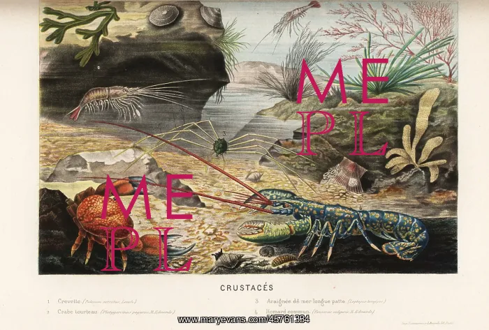 : Prawn, edible crab, spider crab and lobster : Prawn, edible crab, spider crab and lobster