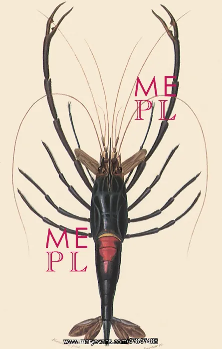  : Prawn (Palemon ornatum)