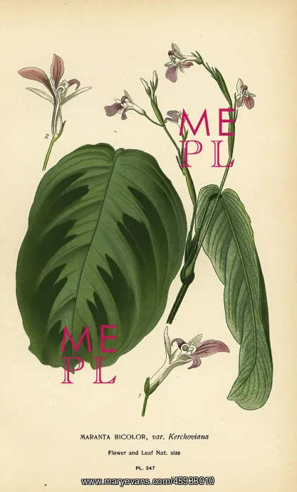 : Prayer plant, Maranta leuconeura : Prayer plant, Maranta leuconeura