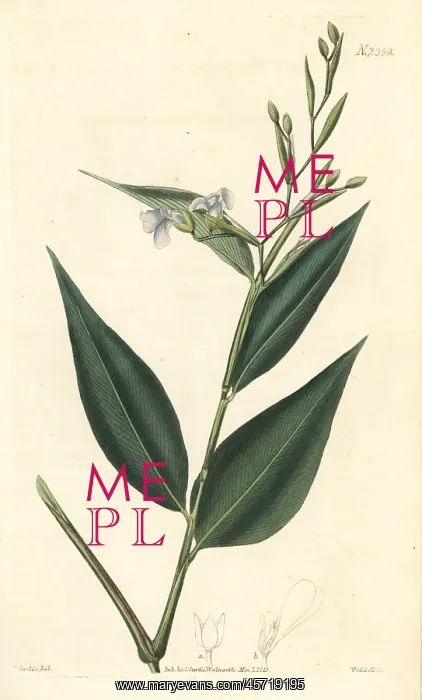 : Prayer plant, Stromanthe tonckat : Prayer plant, Stromanthe tonckat