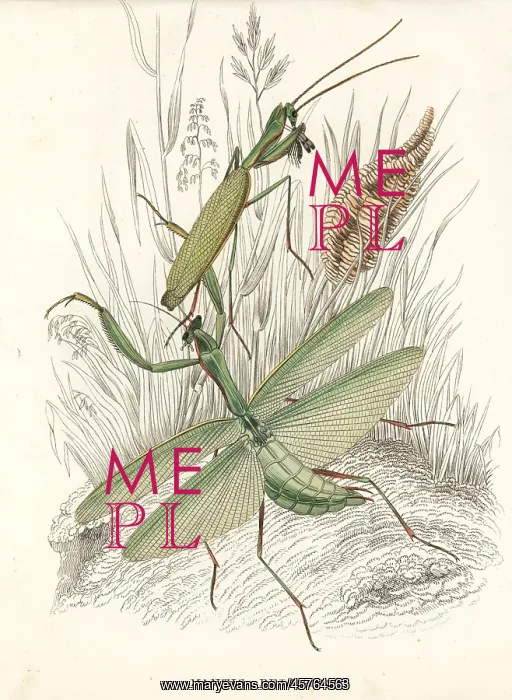 : Praying mantis, Mantis religiosa, and egg case : Praying mantis, Mantis religiosa, and egg case
